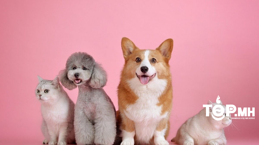 Алдагдсан тэжээвэр амьтадыг барьж эздэд нь хүлээлгэж өгнө