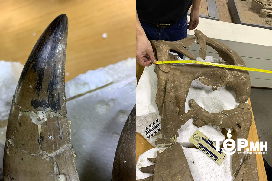 Махчин динозаврын толгойн ясыг бусдад худалдан борлуулах гэж байсан хууль бус үйлдлийг илрүүллээ