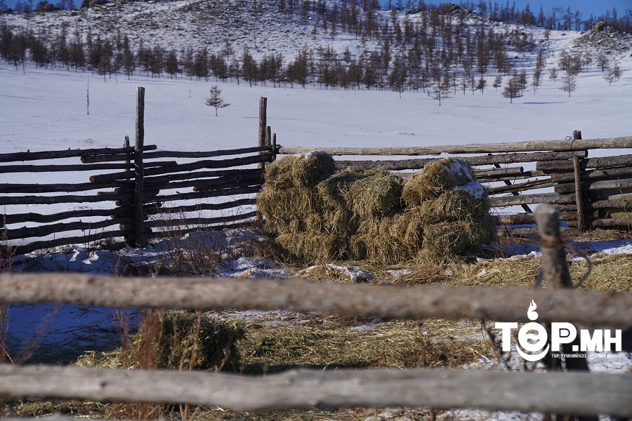 Алслагдсан гурван дүүрэгт 200 тн хорголжин тэжээл, 100 тн хивэг олгоно