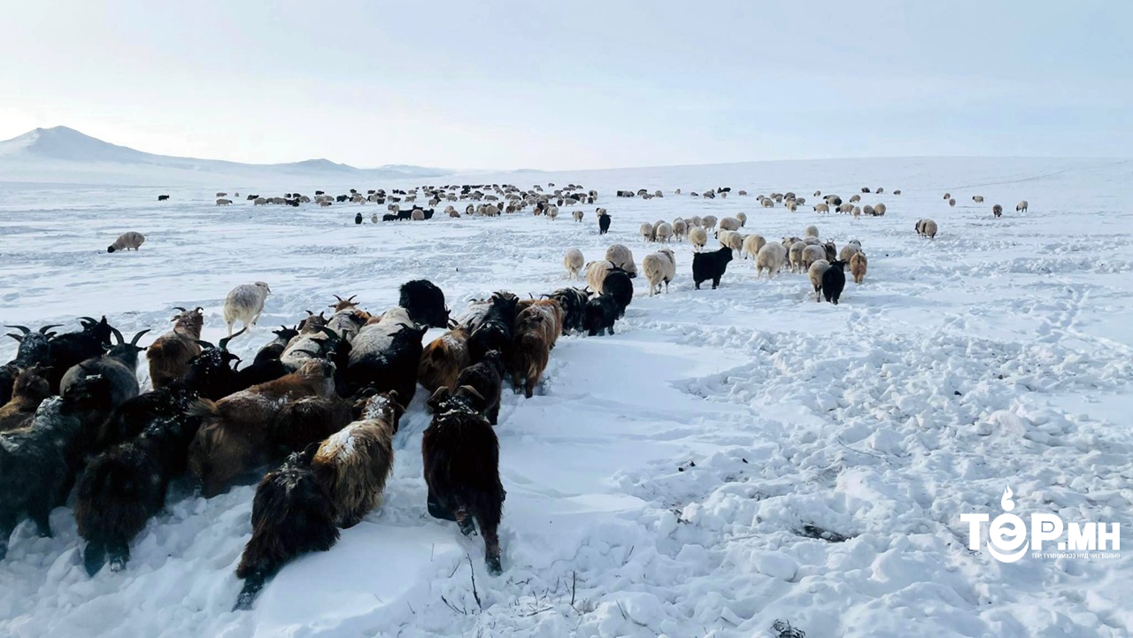 Зудын эрсдэлийн үнэлгээгээр нийт нутгийн 40 гаруй хувьд их эрсдэлтэй байна
