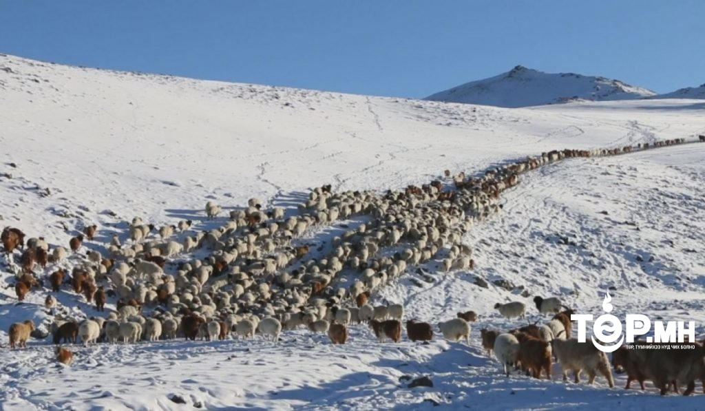 Зудын үнэлгээгээр зургаан аймгийн 23 сум цагаан зудтай байна