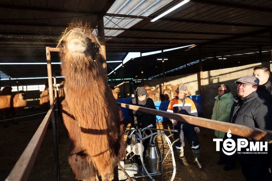 Монголын анхны ингэний ферм сүү, сүүн бүтээгдэхүүнээ дэлхийд таниулах зорилго өвөртөлжээ